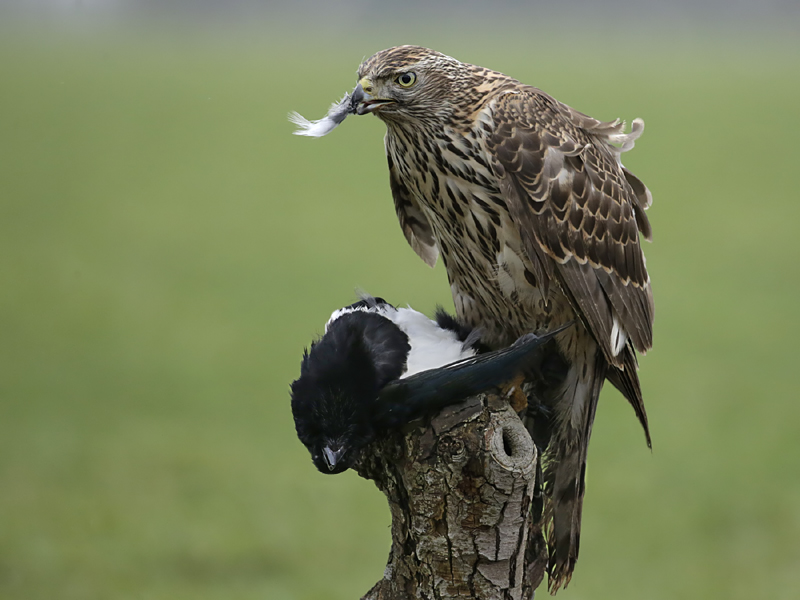 094 havik-ekster.jpg